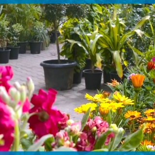 معرض "ربيع بلادي" للنباتات والزهور 2022