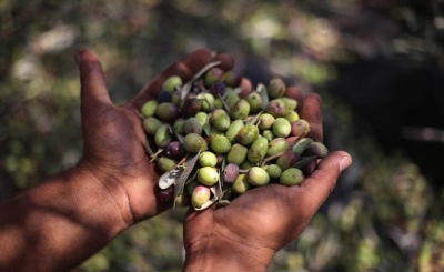 معاصر الزيتون الحجرية طريقة تراثية لعصر الزيتون في فلسطين