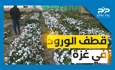 موسم قطف الورد في #غزة