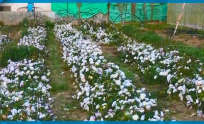 موسم قطف الورد في #غزة