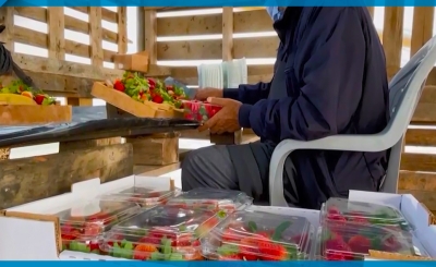 الذهب الأحمر .. مزارعو غزة يبدؤون موسم جني الفراولة