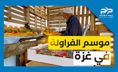 الذهب الأحمر .. مزارعو غزة يبدؤون موسم جني الفراولة